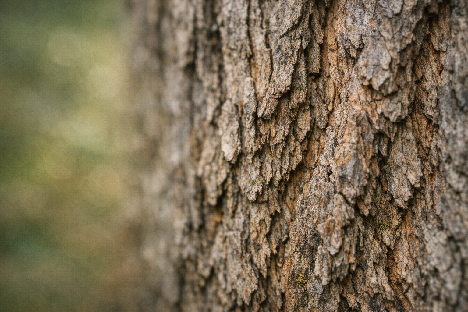 Close-up of grounded tree bark with soft focus.